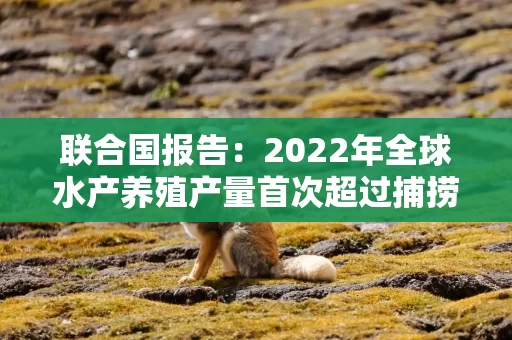 联合国报告：2022年全球水产养殖产量首次超过捕捞渔业